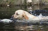 LABRADOR 773